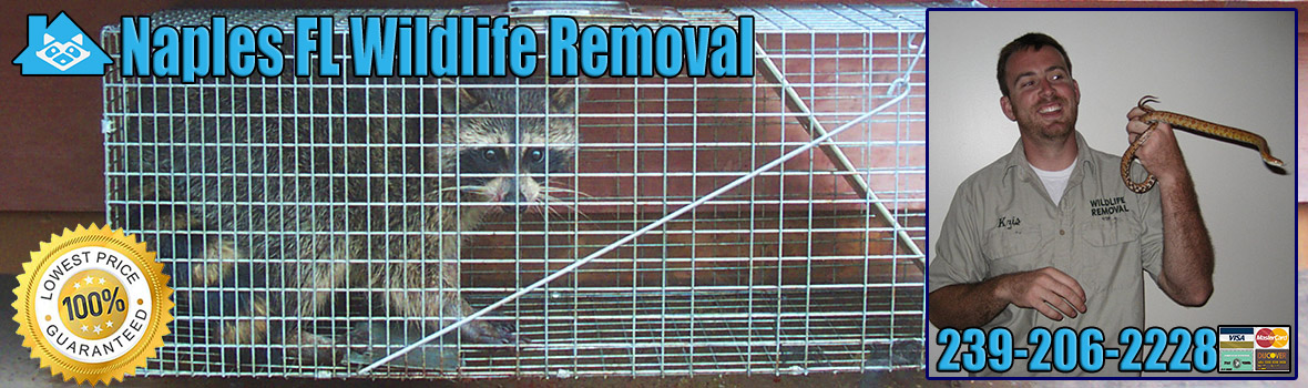Naples Wildlife and Animal Removal